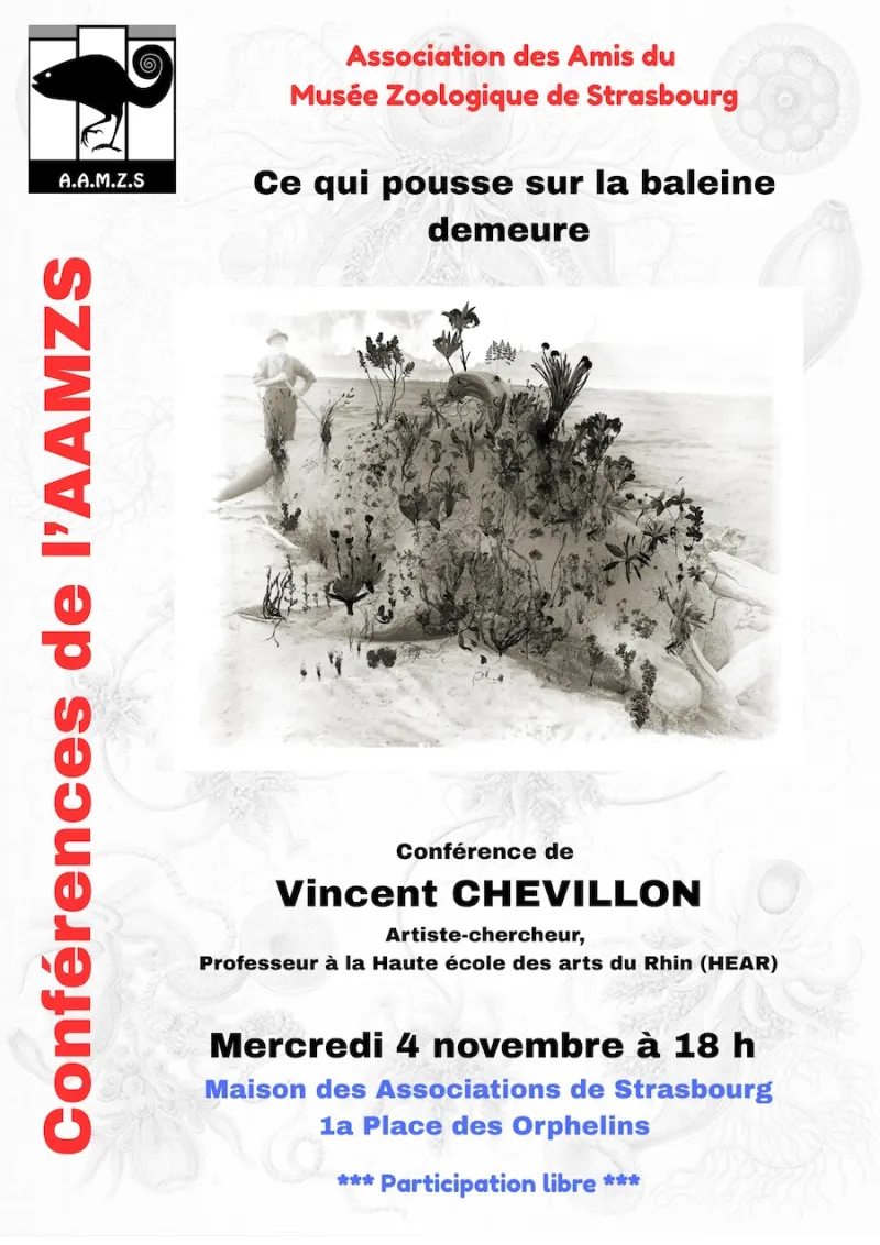 « Ce qui pousse sur la baleine, demeure » – par Vincent CHEVILLON