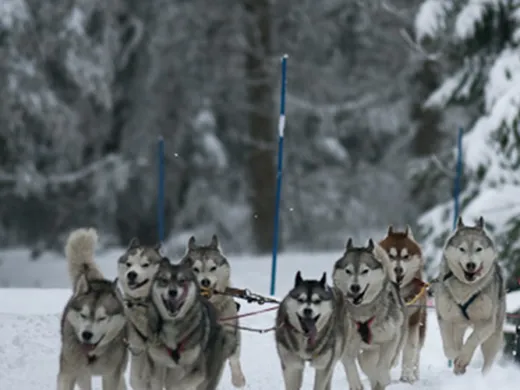 Un week-end original au Lac Blanc avec la course de chiens de traineaux