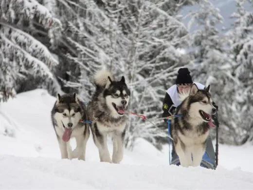 Une incroyable course de chiens de traîneaux à découvrir au lac blanc