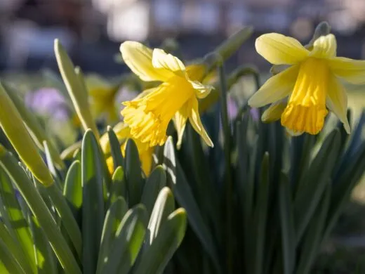 Le printemps des cigognes dans la Vallée de Munster