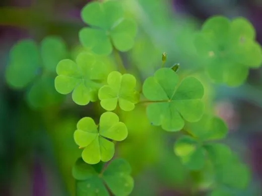 Notre sélection pour fêter la Saint-Patrick