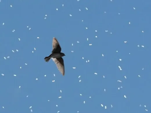 Drôle d&rsquo;oiseaux – du 12 au 25 octobre – Strasbourg