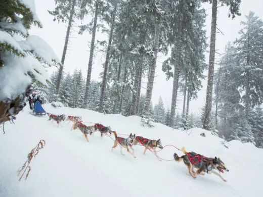 Assistez à une course de chiens de traineaux au Lac Blanc