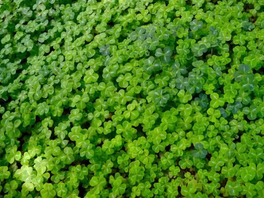 Notre sélection pour une Saint Patrick inoubliable