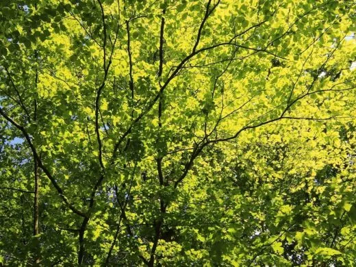 Passez une soirée en forêt du Hohwald