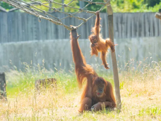 Le Zoo d’Amnéville, entre découverte et pédagogie