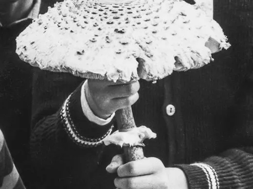 Exposition Un repas sans champignons est comme un jour sans pluie – du 9 février au 11 mai – Altkirch