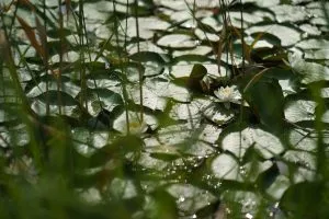 Jardins en Alsace : les plus beaux espaces verts à visiter cet été !