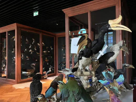 Dans les coulisses du Musée Zoologique de Strasbourg avant sa réouverture