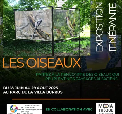 Les oiseaux de nos forêts – Du 18 juin au 29 août – Sainte-Croix-aux-Mines