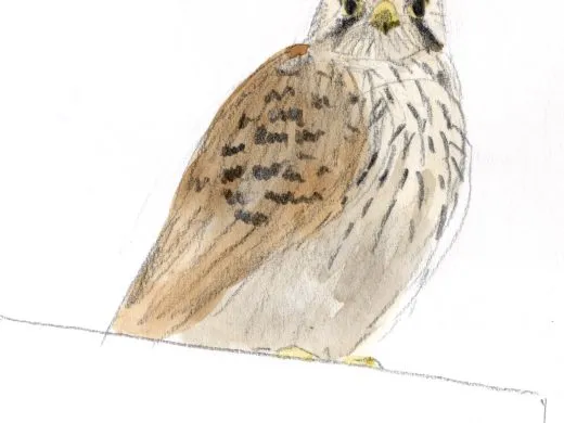 Biodivercité. Les animaux de la ville – Du 19 septembre 2025 au 31 décembre 2026 – Strasbourg