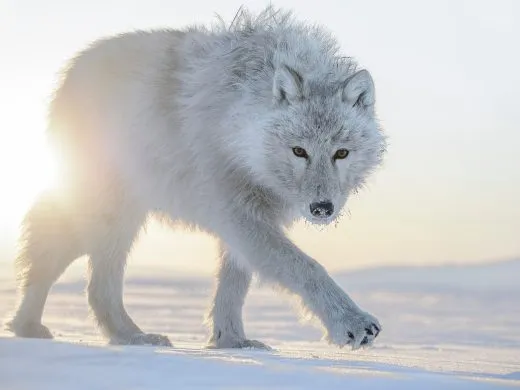 Lumières sur le vivant. Regarder l&rsquo;art et la nature avec Vincent Munier – Du 7 novembre 2025 au 27 avril 2026 – Strasbourg