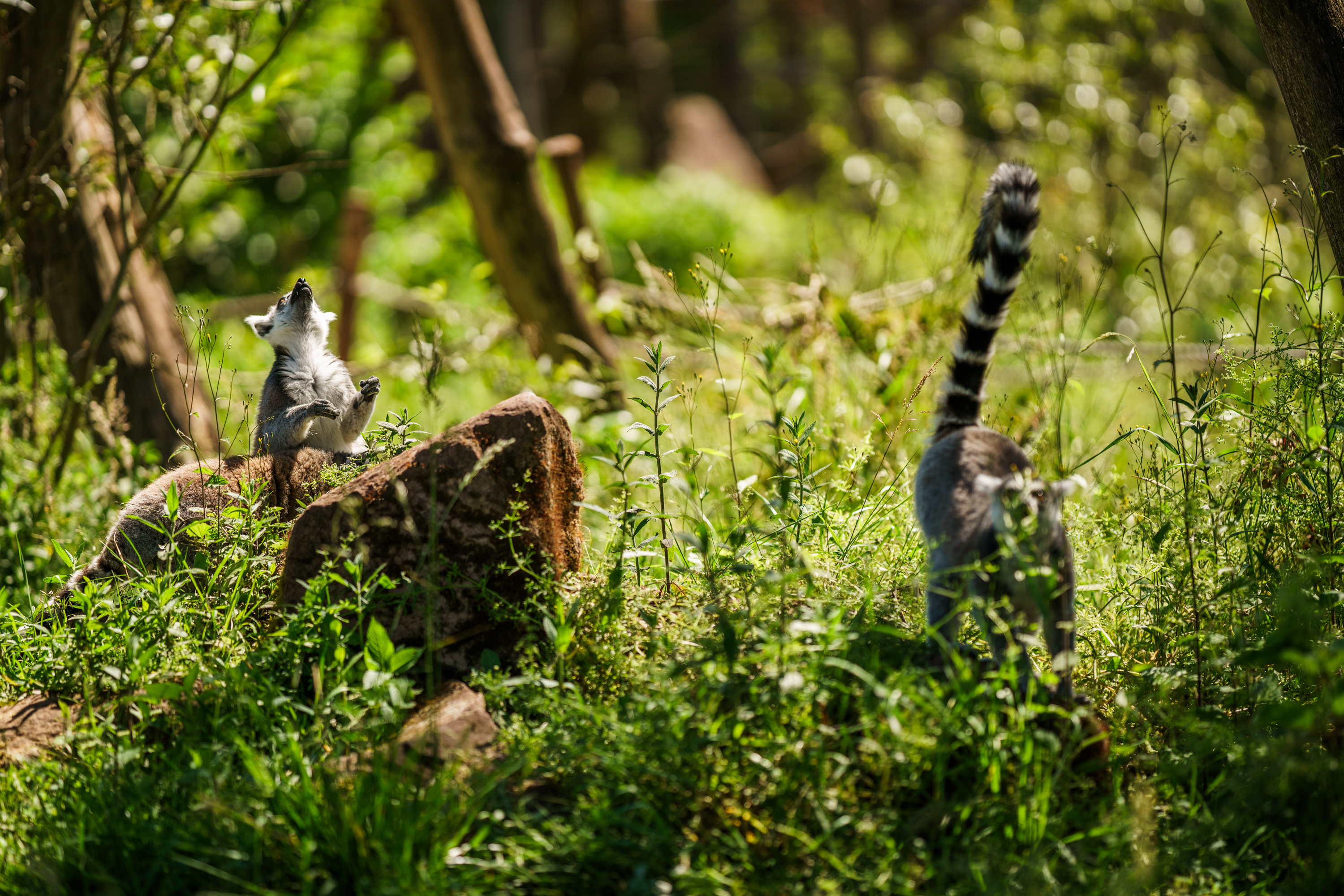 Parc Sainte Croix, une sortie familiale en Alsace